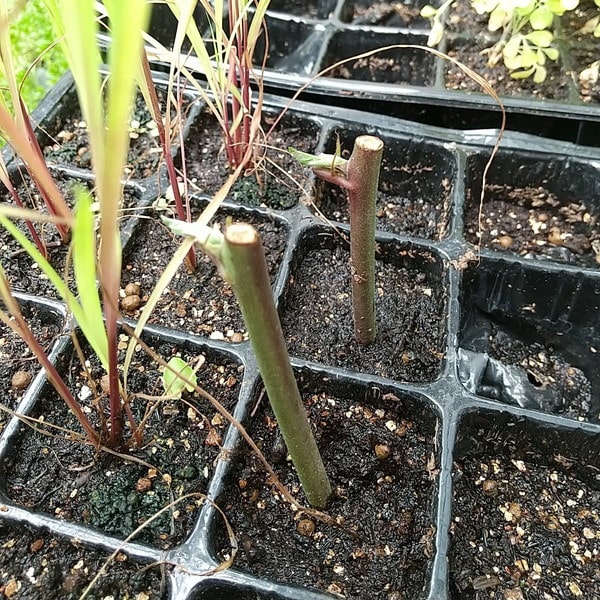 ブラックベリーあみを挿し木しました 茅田が植物育てるブログ