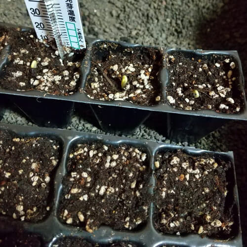 ６日で発芽 デカチャンプ ピーマン 茅田が植物育てるブログ ファンタジーレッド栽培中